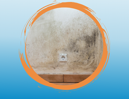Anti-mould paint