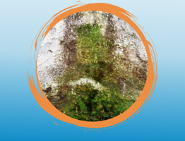 Anti-algae and anti-moss paint